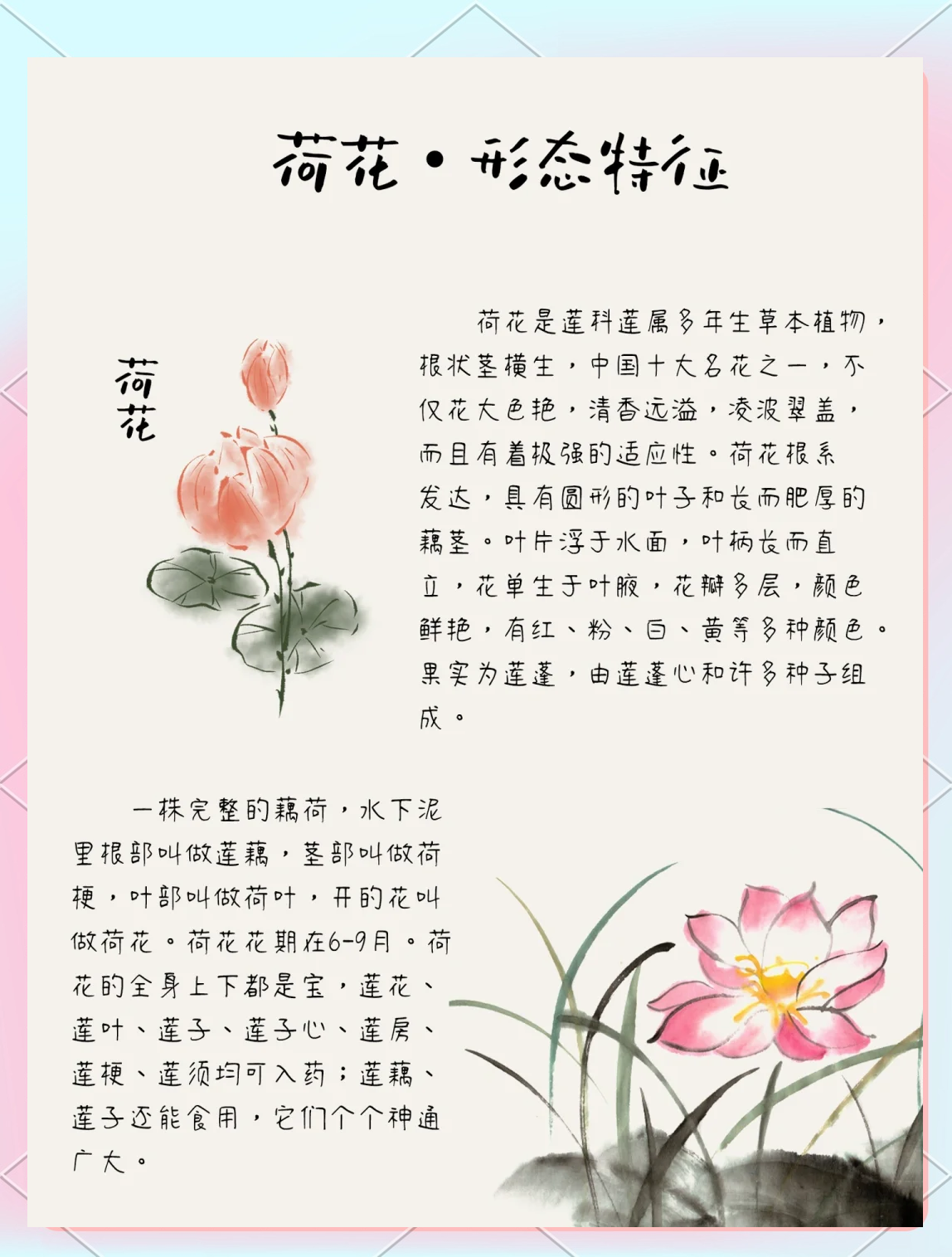 荷花定律是什么意思(荷花定律最经典十句话)
